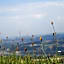 Gasthof Alpenblick