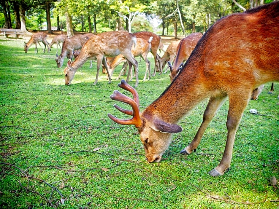 SLOW HOUSE NARA