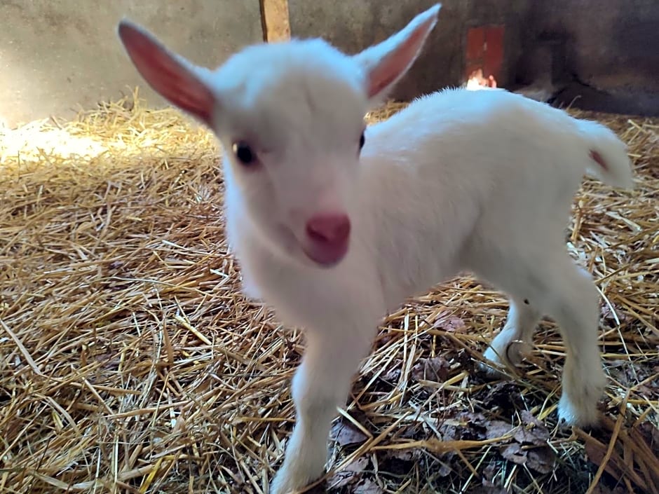 Relais de la poste suite