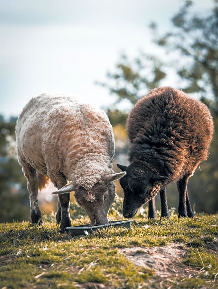 La Maison au bord du Lac