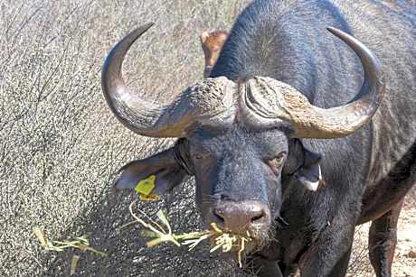 Lermitage Quagga Lodge - Chalets Velddrif