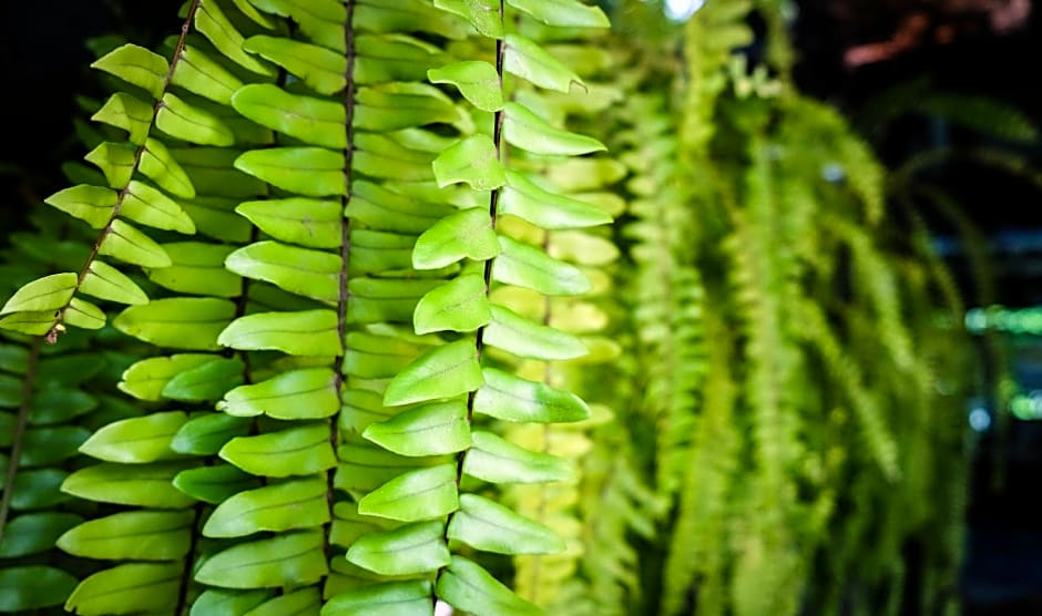 Baanpermsook Impact Muang Thong