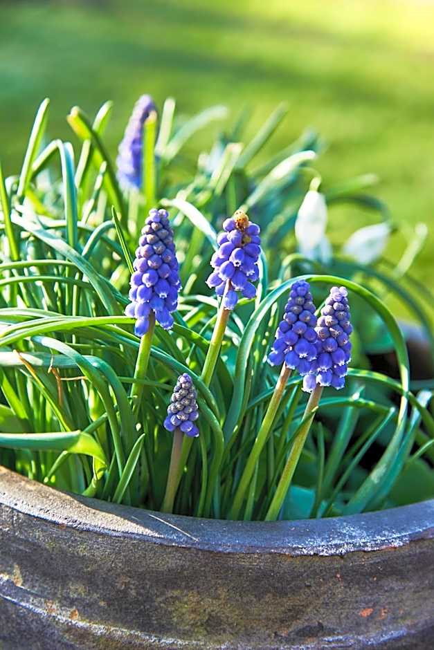 Hotel Spa Les Saules