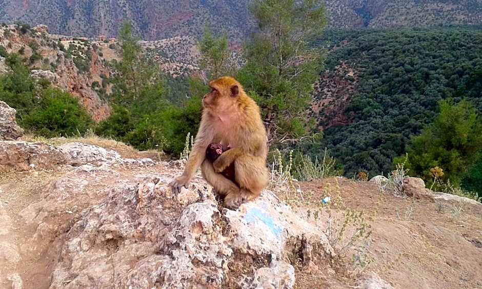Riad Cascades d'Ouzoud