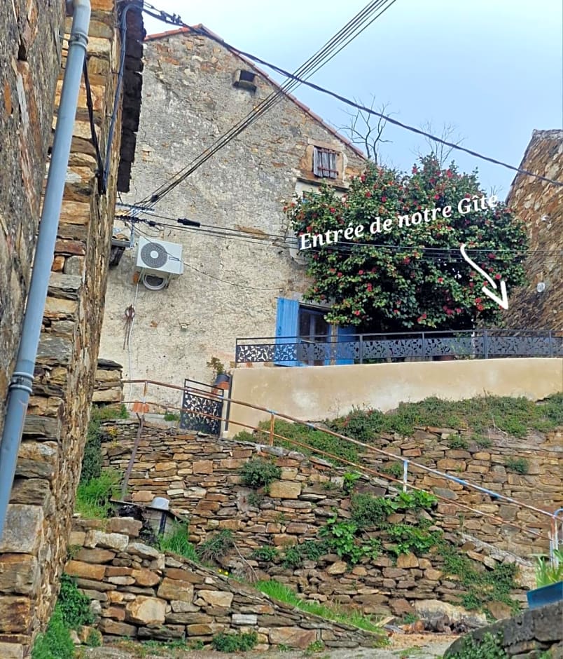 Le camélia de la mazarié