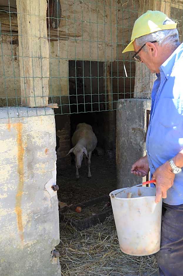 Il Vecchio Pioppo