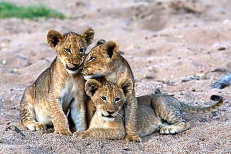 Tintswalo Safari