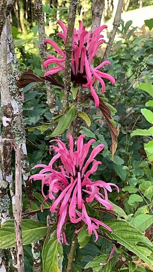 Refúgio das Araucárias