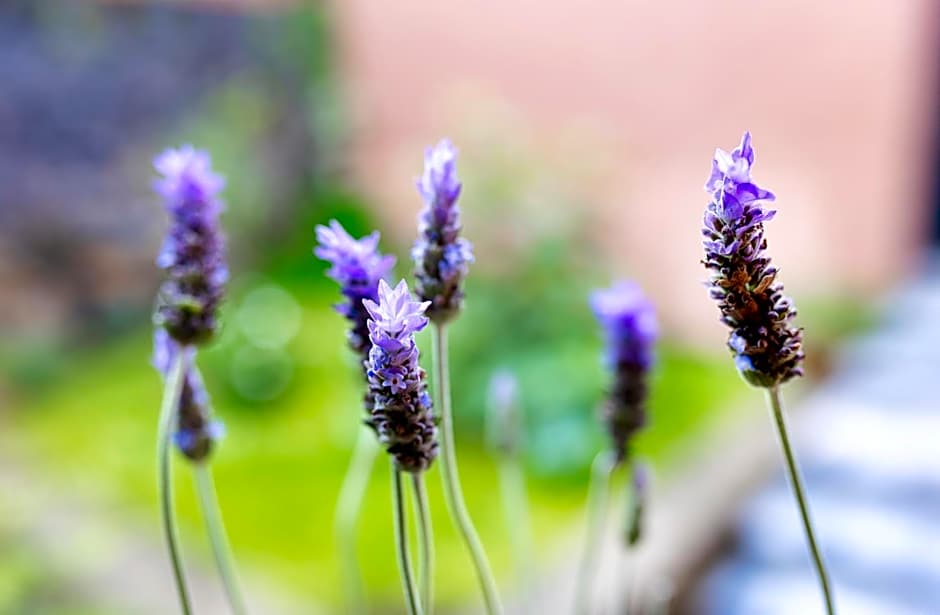 Casa Lavanda Hotel Boutique