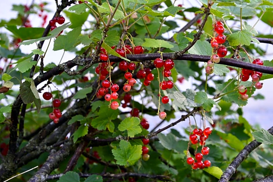 Chambres d'hôtes Maison Les Galettes