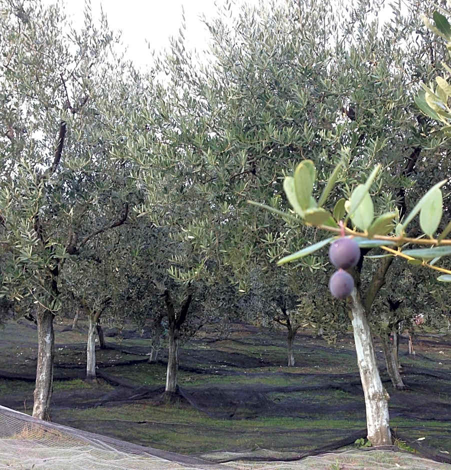 Agrialpi by Salfrutta