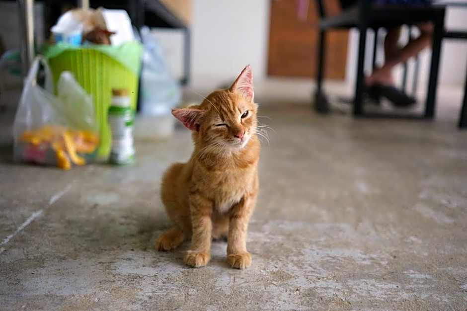 Farm House kohyaoyai