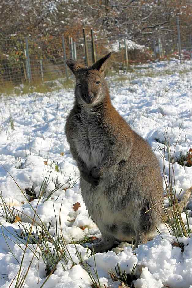 La Petite Ferme du Marais