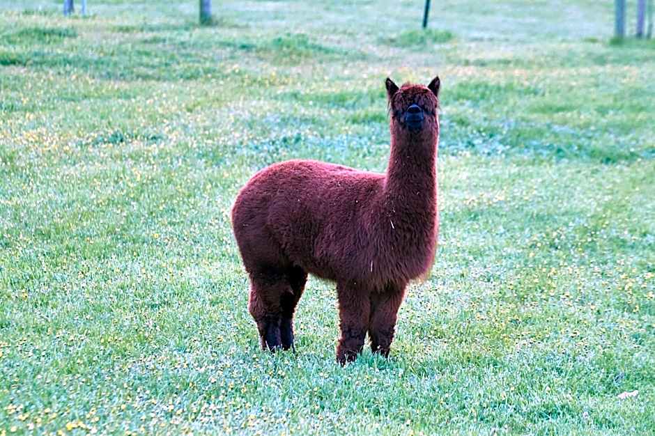 Pine Country Caravan Park