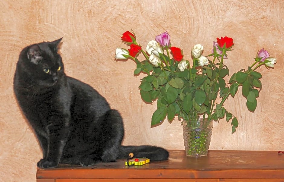BB Gli Aristogatti