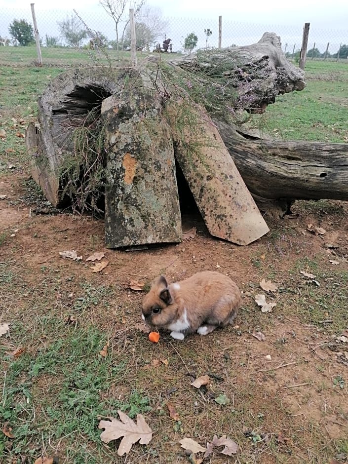 L'Orée des bois chambre chêne