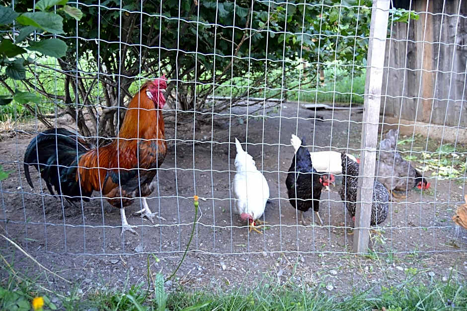 Bed & Breakfast Dolomiti Bey Haus Pinter