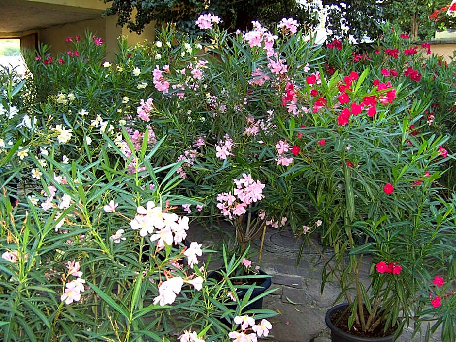 Frühstückspension Leopold Janu