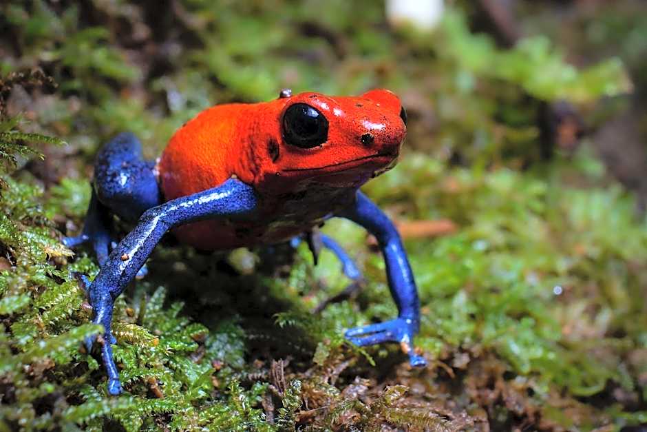 Chachagua Rainforest Hotel & Hot Springs