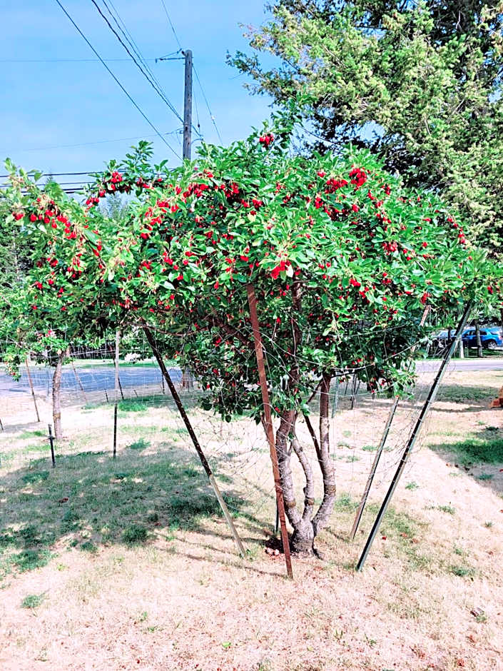Mountain Springs Motel