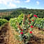 Montebelli Agriturismo & Country Hotel