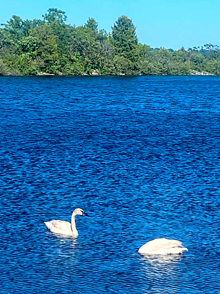 Blue Spruce Bed and Breakfast Muskoka