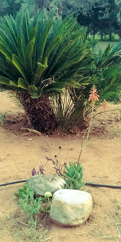 La Piana degli Ulivi