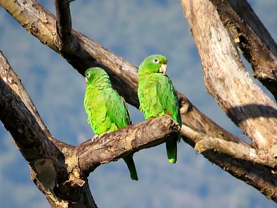 Ilha flat Hotel Suíte Swaenen II
