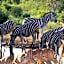 Makumu Private Game Lodge