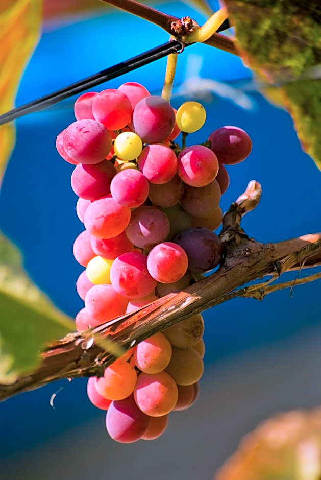 Maistrali Beach Studios