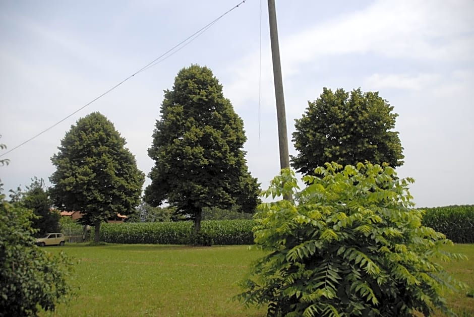 Spighe Paglia e Girasole