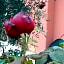Gli Aceri B&B
