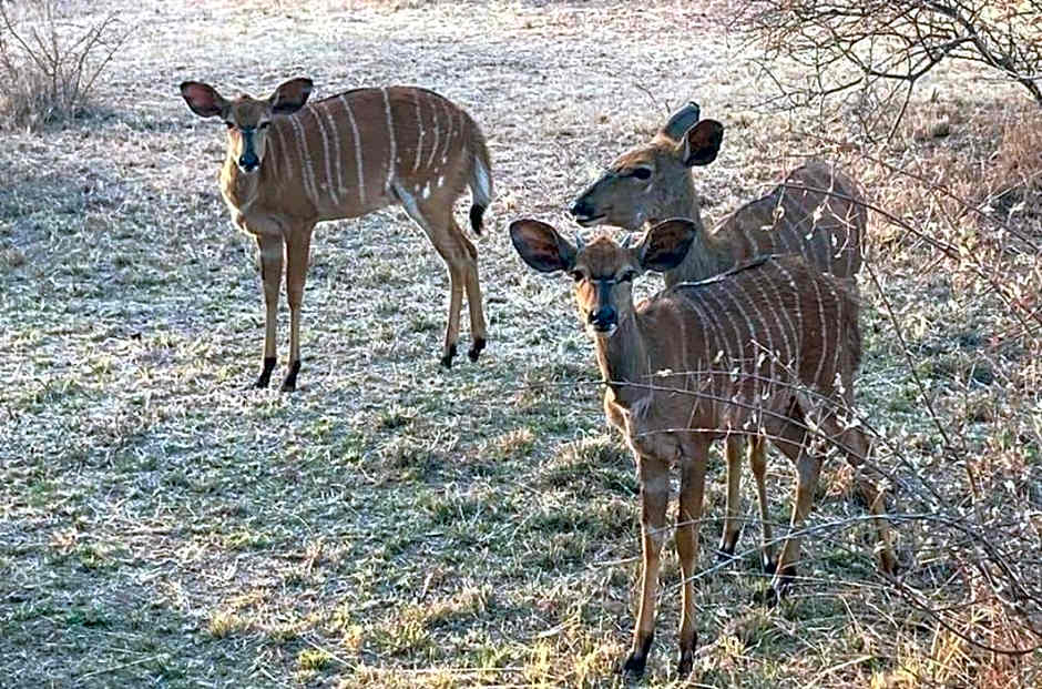 42@ Ditholo Game Lodge