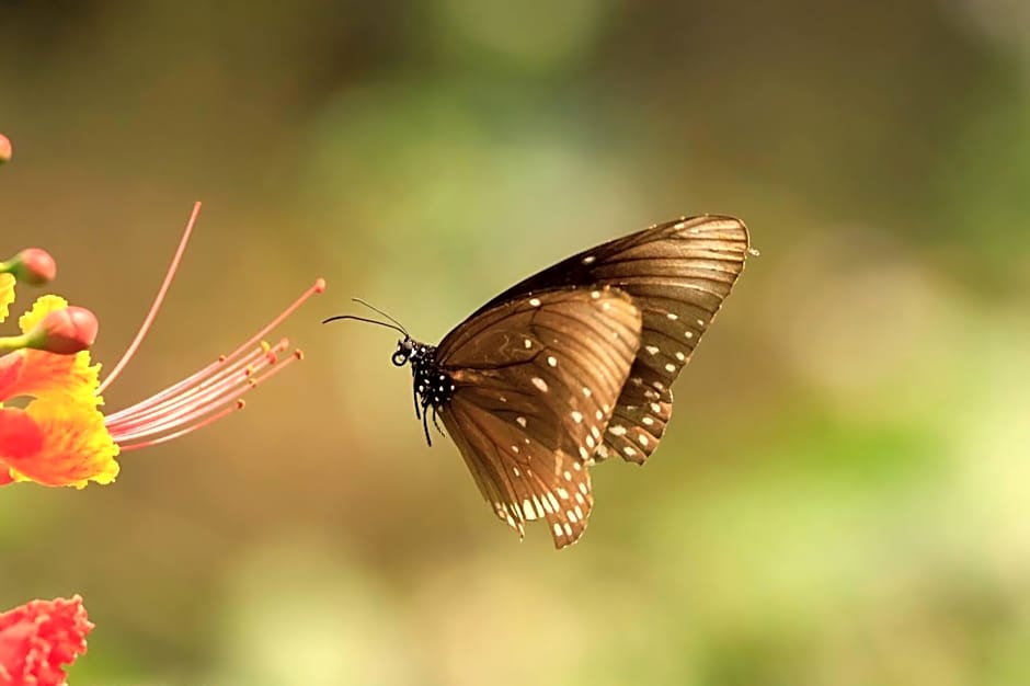 Bird of Paradise Bungalows
