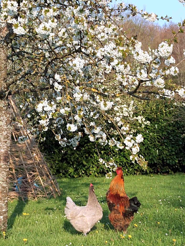 B B Au Pain Quotidien