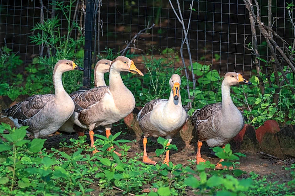 Clarks Safari Pushkar