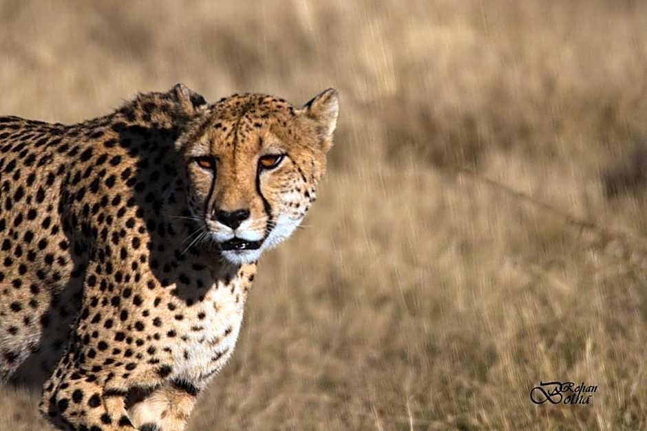 Nambiti Plains Lodge