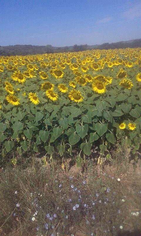 Hotel-Apartments La Strada