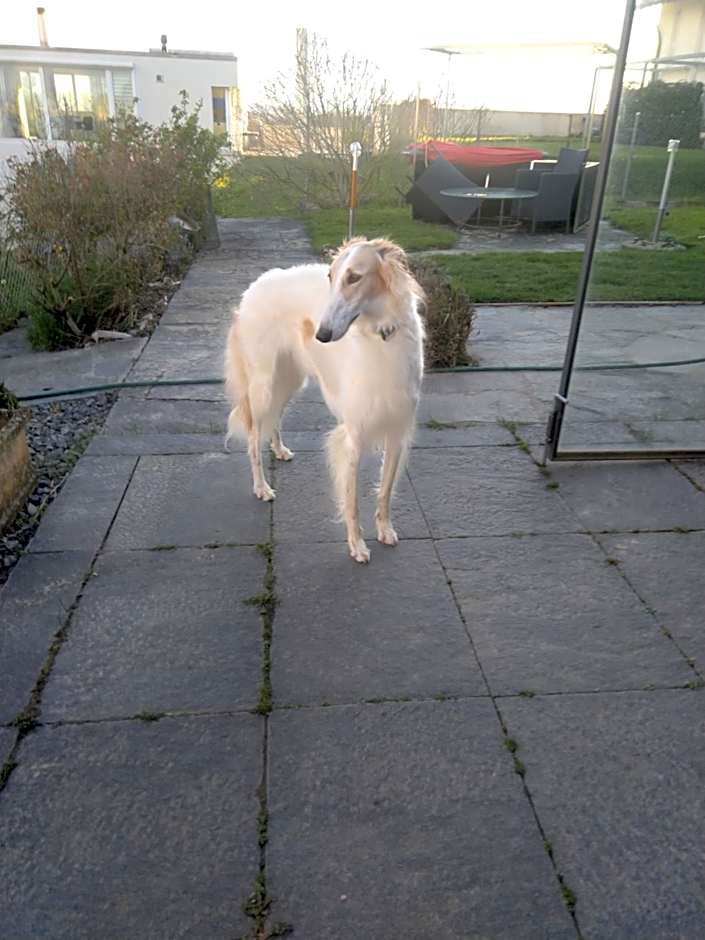 Swiss Borzoi House