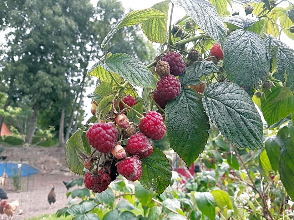 La Cle de Saule