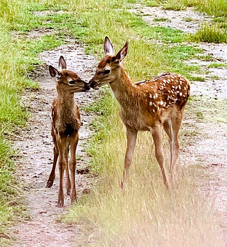 Hilltop Whakaipo Estate