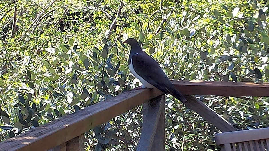 Waiheke Island Punga Lodge