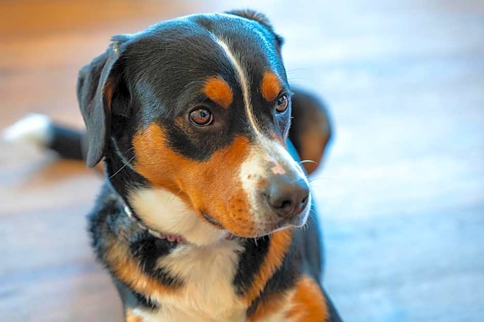 Boutiquehotel ZOMM in Seefeld