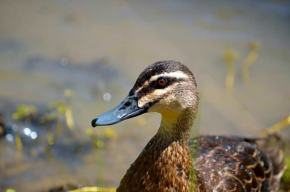 Tasman Holiday Parks - Merool on the Murray
