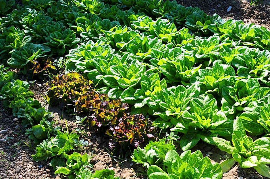 Agriturismo Frontemare