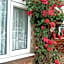Rosa's Bed and Breakfast