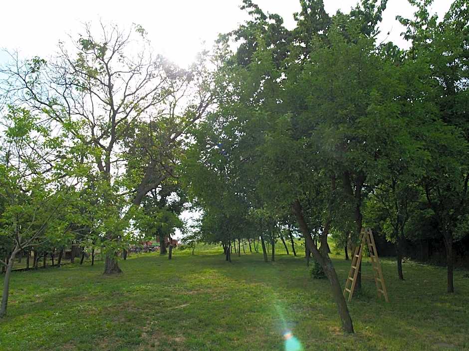 Pannonia Terranova