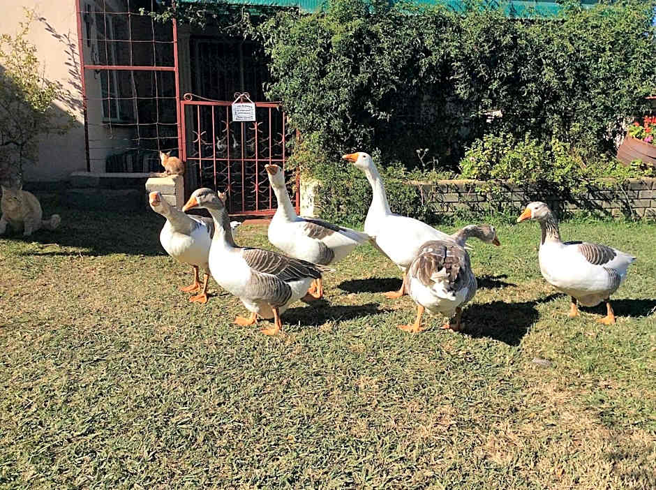 Petra's Country Guesthouse