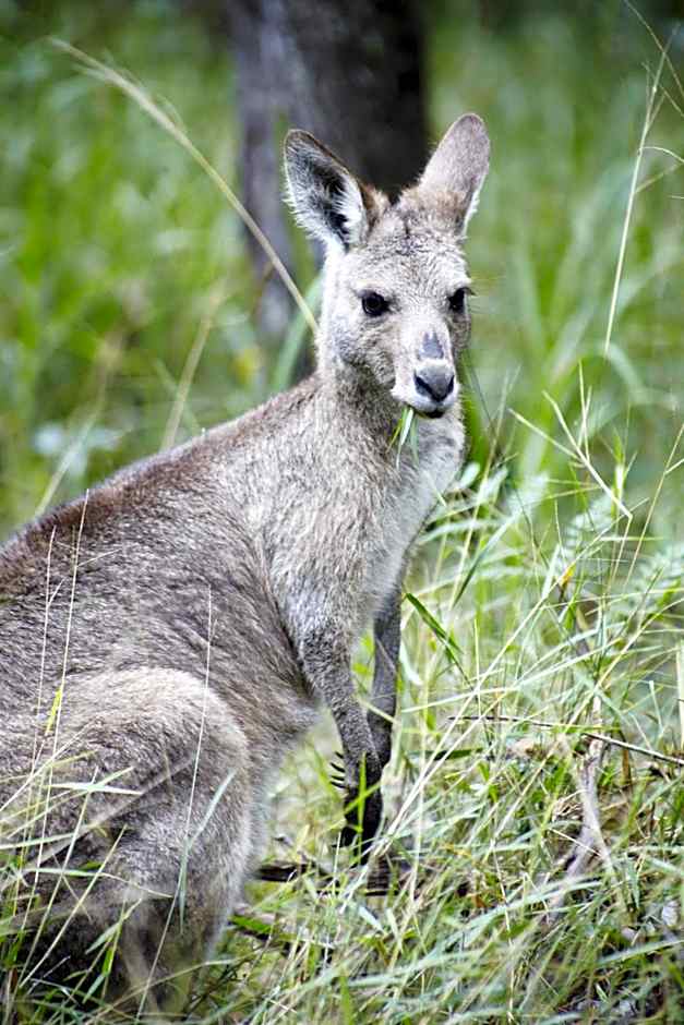 Alaya Verde Bed & Breakfast