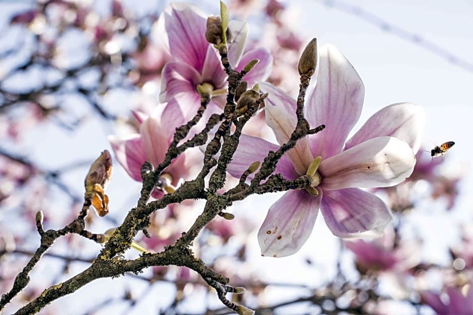 La Magnolia